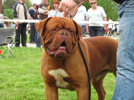 Bordói Dog