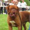 Bordói Dog
