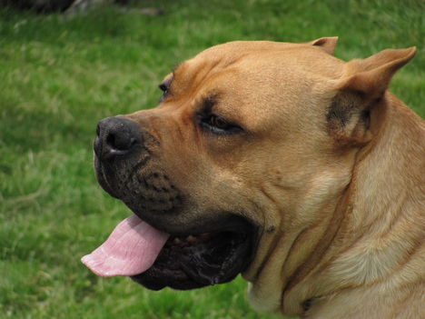 Cane Corso(azt hiszem :))
