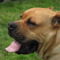 Cane Corso(azt hiszem :))