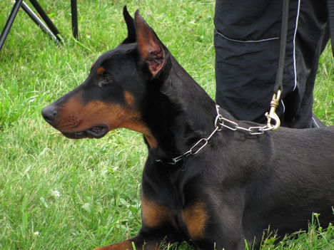 Dobermann_2