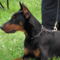 Dobermann_2