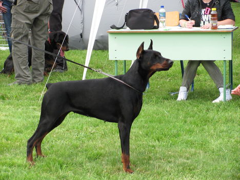 Dobermann