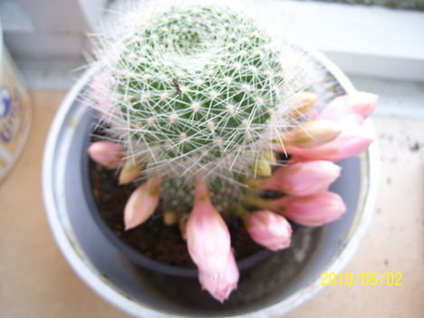  kaktusz