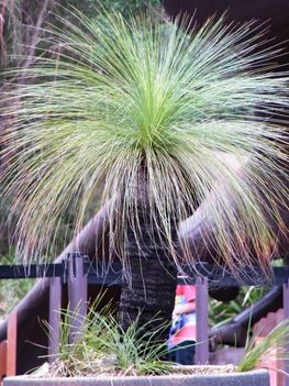 Különleges fűféle Healesville Sanctury-ban