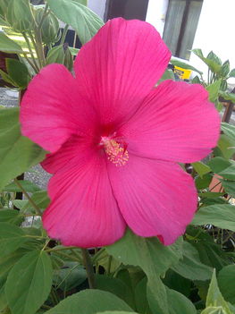 Mocsári hibiszkusz