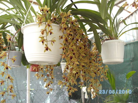 orchideák 049 cymbidium.