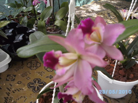 orchideák 052 cattleya.