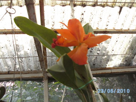 orchideák 054 cattleya.