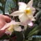 orchideák 056 Hawai kisera.