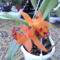 orchideák 058 Laeliya cattleya.