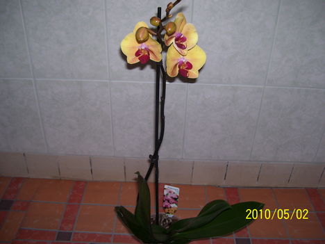  orhidea