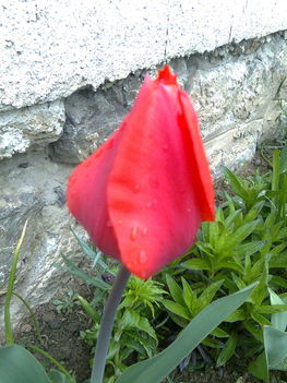 Tulipán