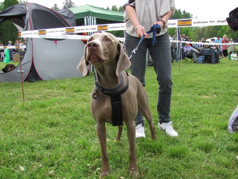 Vizsla