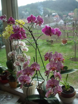 2010 virágok 1
