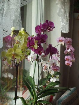 2010 virágok 2