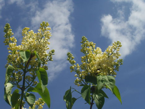 2010 virágok 5