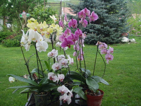 2010 virágok 9