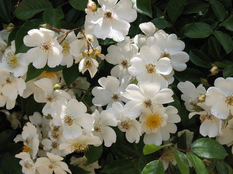 Descnso_garden_white_roses