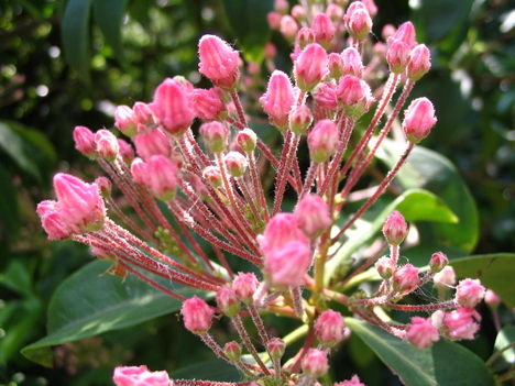 Jeli arborétum túra 095