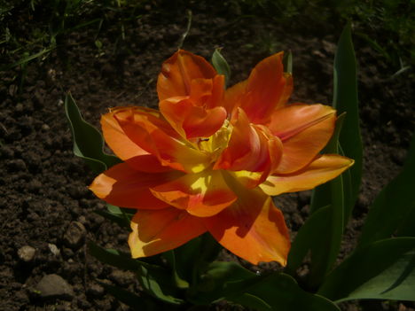 tulipant