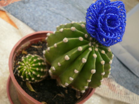 Dodó kaktusz kék rózsával