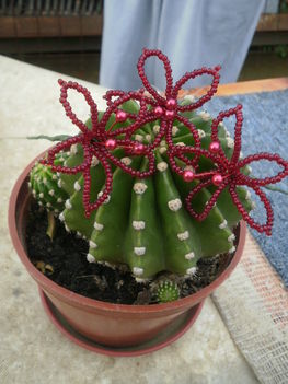 Dodó kaktusz pirossal