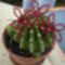 Dodó kaktusz pirossal
