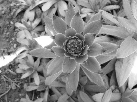 DSCF1951