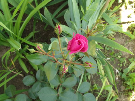 DSCF1970
