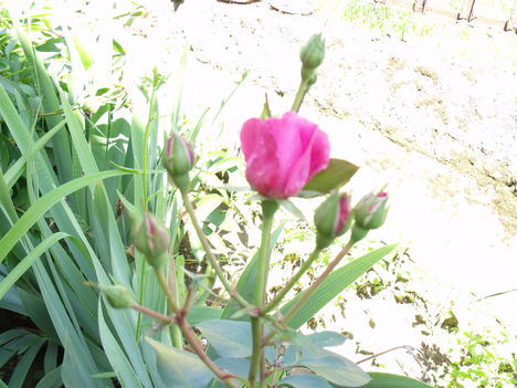 DSCF1972