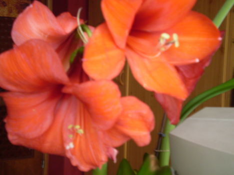 Amaryllis2