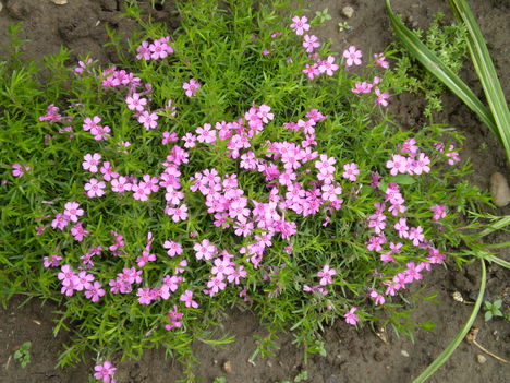 Árlevelű lángvirág (Phlox subulata Rosacea)