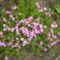 Árlevelű lángvirág (Phlox subulata Rosacea)