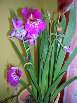 árvácska(MILTONIA)