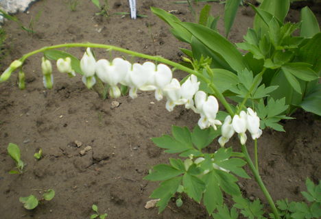 Fehér szívvirág (Dicentra spectabilis Alba)