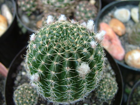 Kaktusz 008