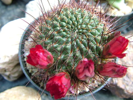 Kaktusz 035