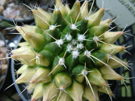 Kaktusz 043