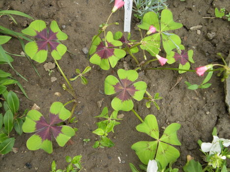 négylevelű madársóska (Oxalis)