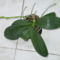 orchidea (azóta már virágzik)