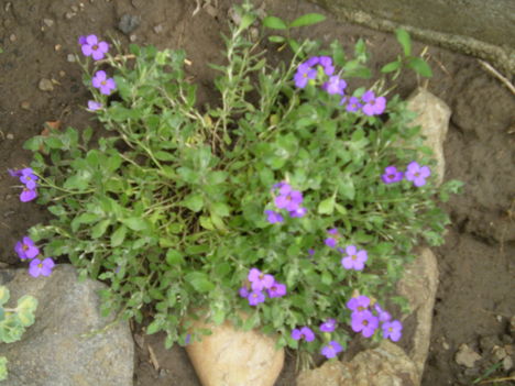 pázsitviola (Aubrieta hybrid Chianti)