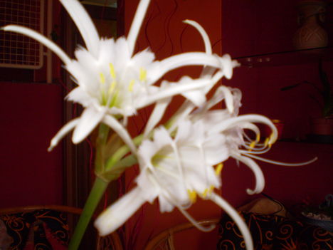 Periunárcisz(Hymenocallis festalis)2