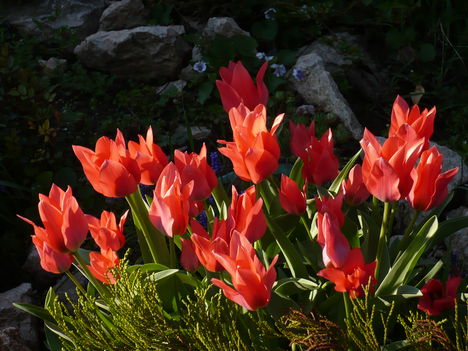 2010 április,tulipánok