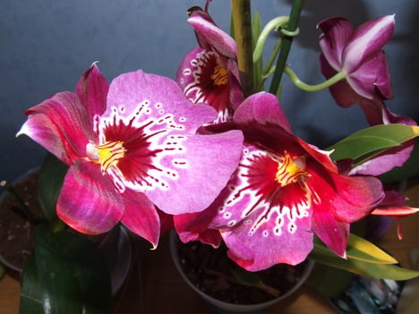 Árvácska orchidea