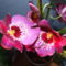 Árvácska orchidea