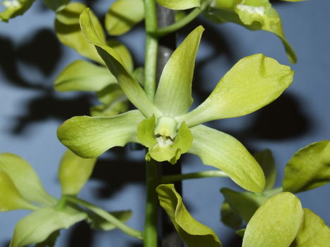 Dendrobium