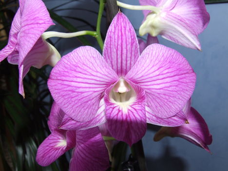 Dendrobium