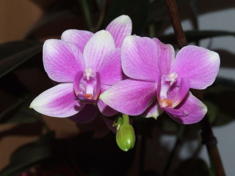 Lepke orchidea