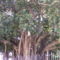 Palermo-Szicilia-oriasi gumifa egy park közepen